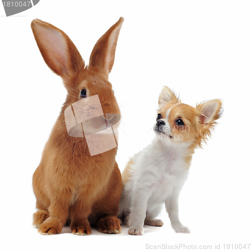 Image of chihuahua and Rabbit