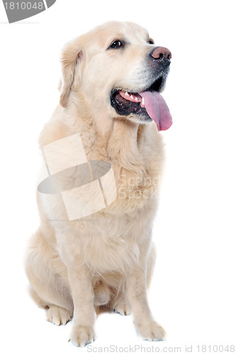 Image of golden retriever