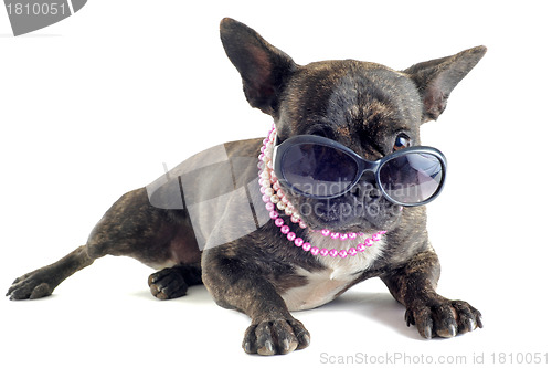 Image of french bulldog and sunglasses