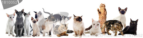 Image of cats in studio