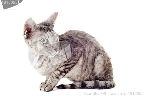 Image of devon rex cat