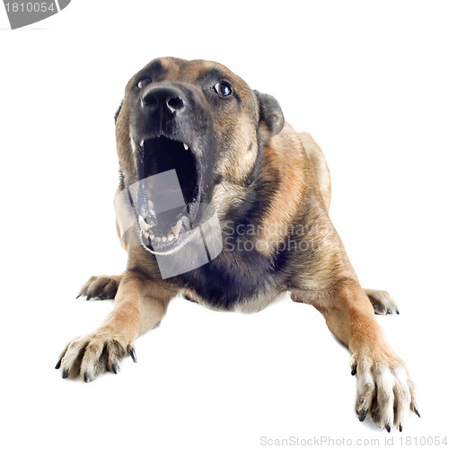 Image of angry malinois