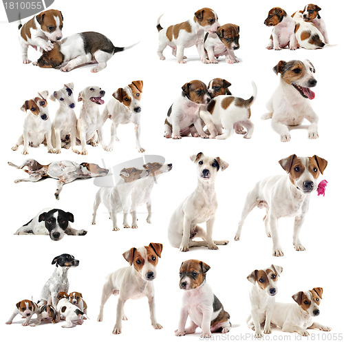 Image of jack russel terrier