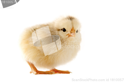 Image of young chick