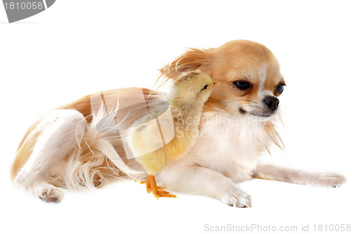 Image of chihuahua and chick