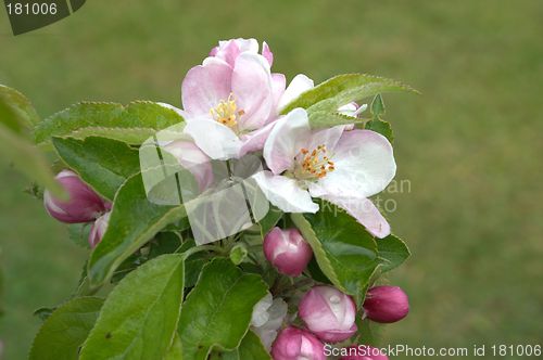 Image of apple blossom