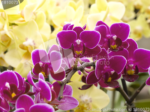 Image of violet and yellow orchids