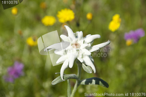 Image of edelweiss leontopodium alpinum