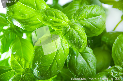 Image of basil