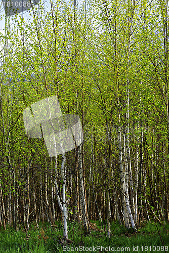 Image of Birch Forest