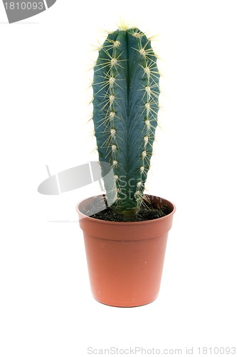 Image of green prickly cactus in pot
