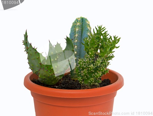 Image of Group of succulent