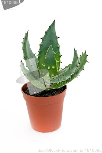 Image of Aloe vera in a pot