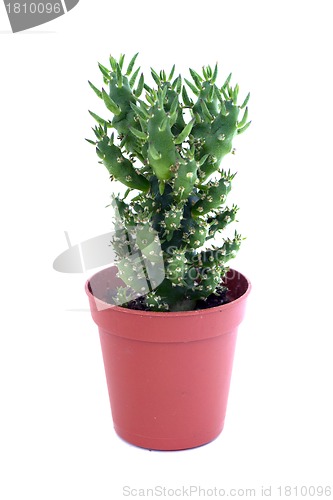 Image of succulent in a pot