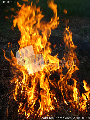 Image of Fire in the field