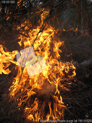 Image of Fire in the field