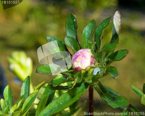 Image of Colorful Aster flowers