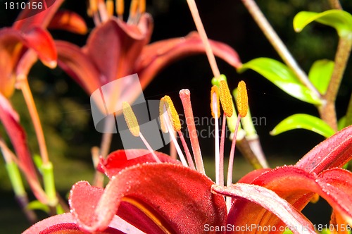 Image of A close up of the flower of lily. Lilium pensylvanicum