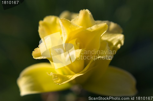 Image of Daylily on garden background