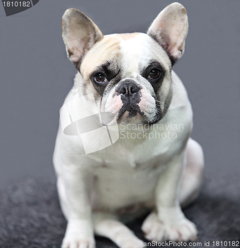 Image of Portrait puppy  french bulldog
