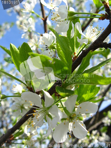 Image of Blossoming tree of plum