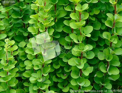 Image of background of green branches and leaves of barberry
