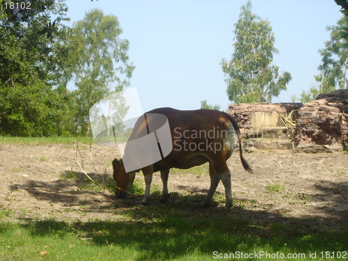 Image of Lonely Cow