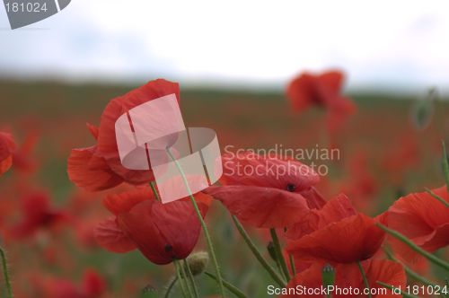 Image of Red poppy close