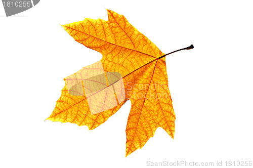 Image of Platanus Leaf Isolated