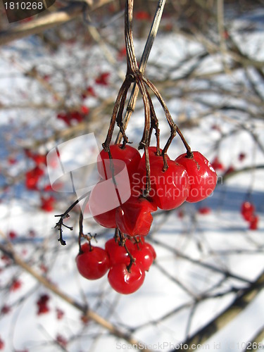 Image of red guelder-rose