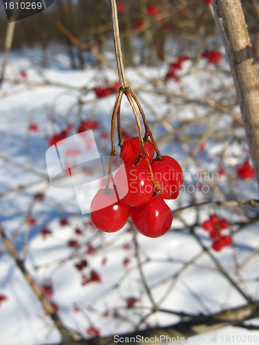 Image of red guelder-rose