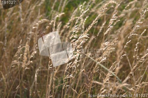 Image of grass