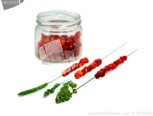 Image of Wild strawberries in pot string on bent isolated 