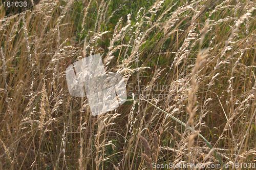 Image of Grass