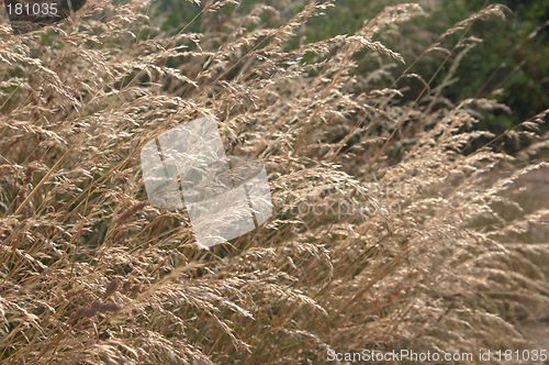 Image of Grass