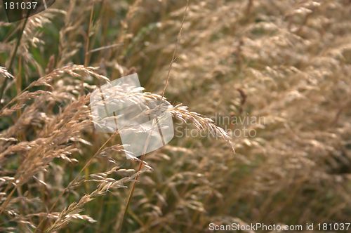 Image of grass