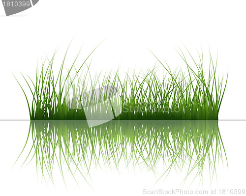 Image of grass on water