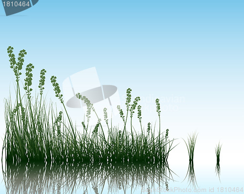 Image of grass on water