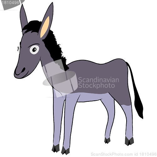 Image of donkey