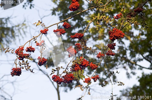 Image of Rowan