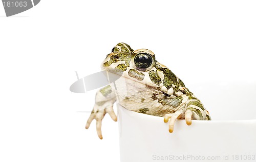 Image of Toad