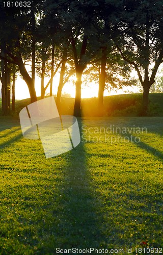 Image of Setting sun casting tree shadows