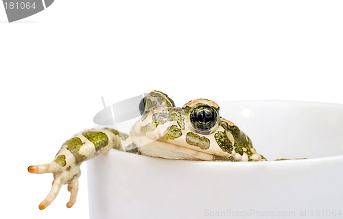 Image of Green toad in white cup