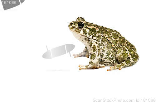 Image of Green toad isolated