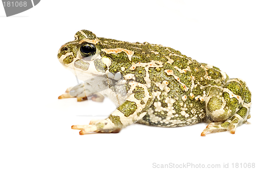 Image of Green toad isolated