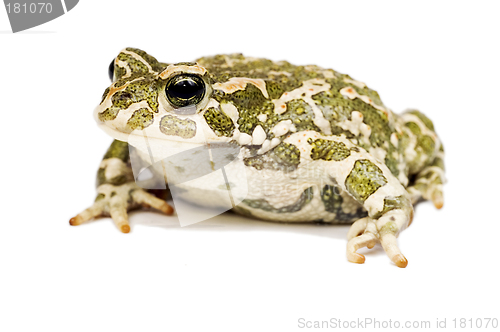 Image of Green toad