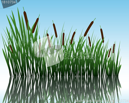 Image of grass on water