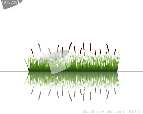 Image of grass on water