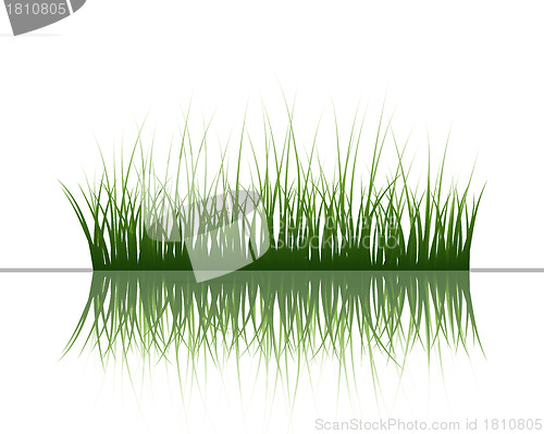 Image of grass on water