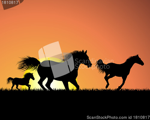 Image of horse on sunset background